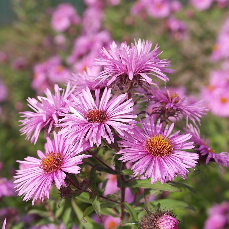 🌼 Superstar Aster Collection: Late Summer to Fall Beauty