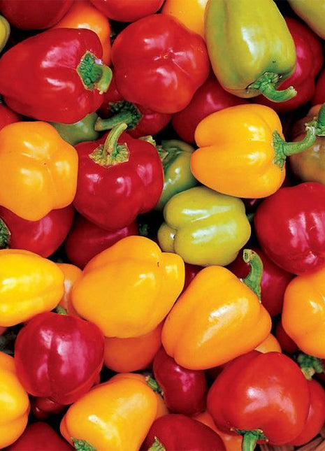 Pepper Mini Bell Chocolate Organic