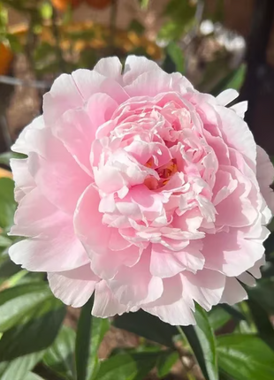 🌺 The Queen of Flowers—Double Petaled Piani