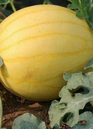 Gold In Gold Hybrid Watermelon Seeds