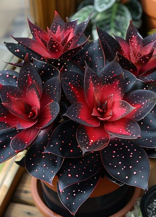 Stardust Begonia 🌟