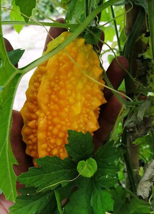 Lai Grape Seeds for Garden Bitter Gourd Seeds