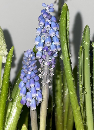 Grape Hyacinth Seeds