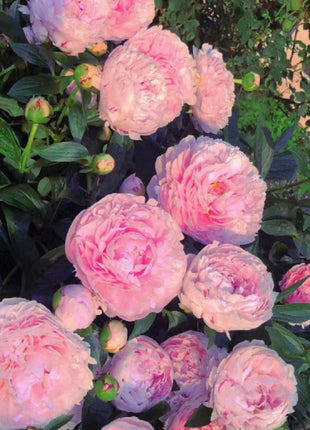 Paeonia Lactiflora Bonsai Plant Home Garden