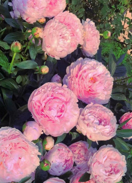 Paeonia Lactiflora Bonsai Plant Home Garden