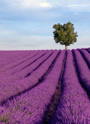 200Pcs Provence Lavender Seeds Fragrant Organic Flower Seeds Home Garden Bonsai Plant