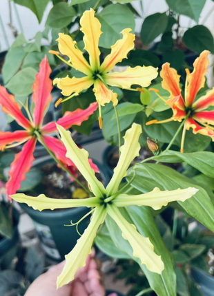 💐Gloriosa Lily—Life Never Dies, Passion Never Dies