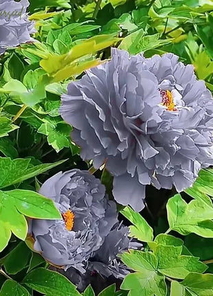 Black Beauty Peony Flower Seeds