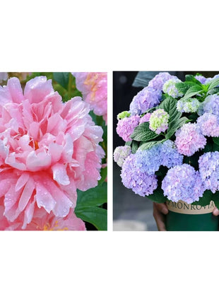 🔥LAST DAY 45% OFF🌺THE QUEEN OF FLOWERS—DOUBLE PETALED PIANI