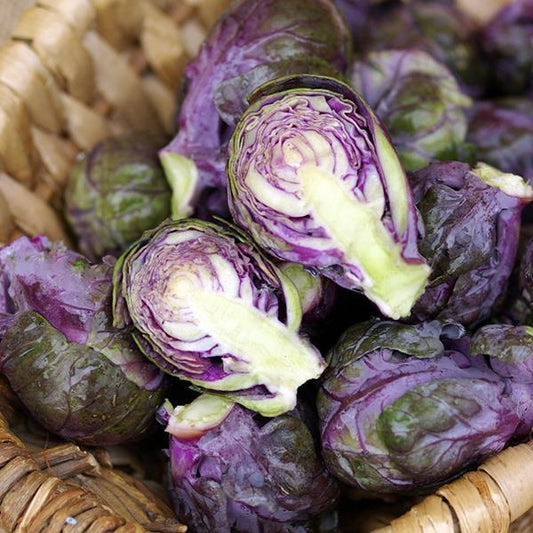 Brussels Sprouts Redarling F1
