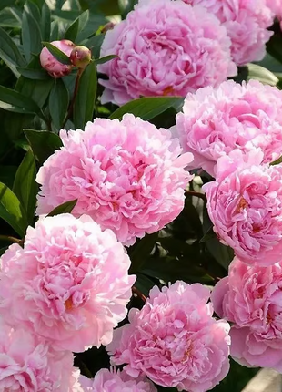 🌺 The Queen of Flowers—Double Petaled Piani