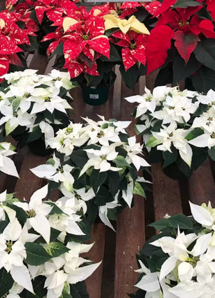 Christmas Star Flower Poinsettia Pot Seeds
