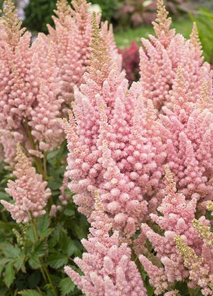 Astilbe chinensis 'Vision Inferno' (Chinese Astilbe)
