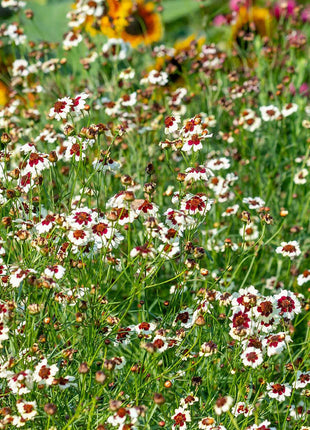 Coreopsis, Ruby Kiss