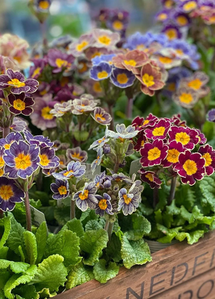 Mixed Color Primrose Seeds