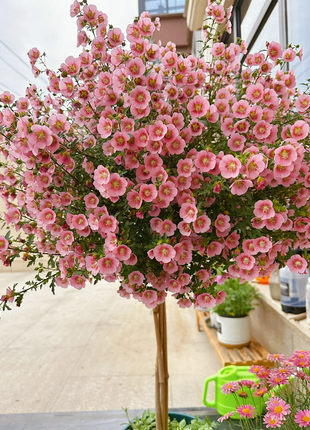 🌸Little Hibiscus Syriacus Seeds