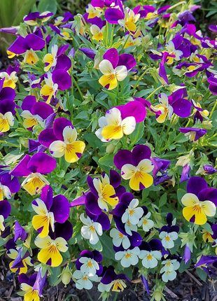 💐 Pansy Winter Elf Series - I Miss You Endlessly