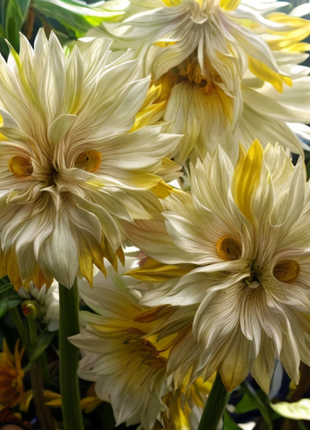 "Big face" flower Seeds