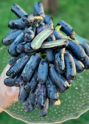 Sweet Sapphire Grape Seeds