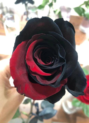 Twin Red Black Rose