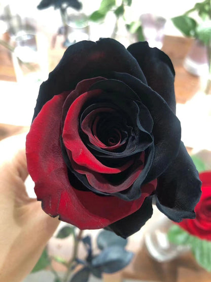 Twin Red Black Rose