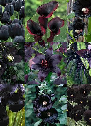 Exclusive Black Wildflower Seed Mix