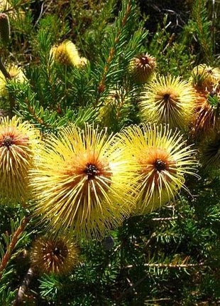 Teasel Banksia Silver Banksia