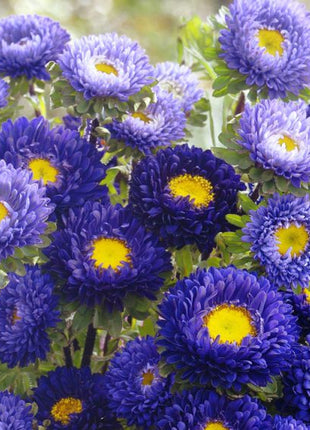 Aster China Matsumoto Blue Flower