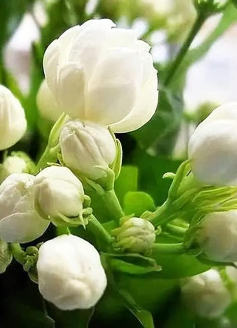 Jasmine Flower Seeds - 100Pcs Aromatic White Blossoms for Indoor Outdoor Use Easy to Grow High Germination Rates Perfect for DIY Gardening and Nature-Inspired Home Decor