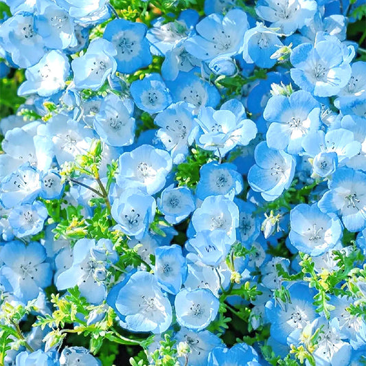 💙Baby-Blue-Eyes Seeds—Sky Color