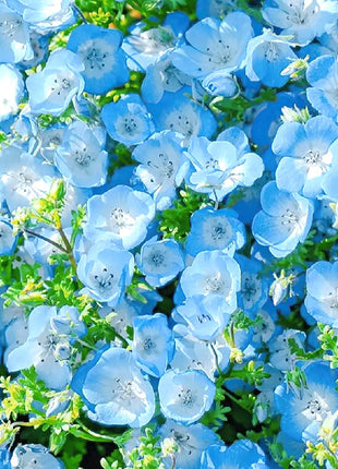 Baby Blue Eyes Seeds