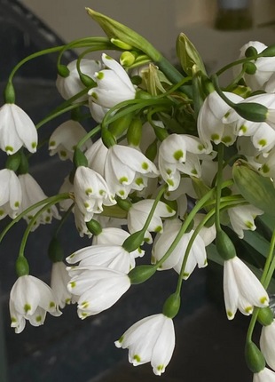 🌼Snowdrop Flower Seeds—Symbol Of Hope