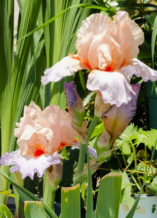 Iris Germanica 'French Cancan'