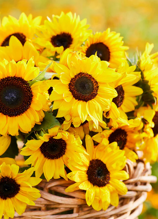 🌻50+ Mixed Color Sunflowers