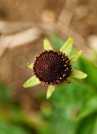 WESTERN CONEFLOWER Rudbeckia Occidentalis Green Wizard aka Rayless Naked Chocolate Black Flower Herb Seeds