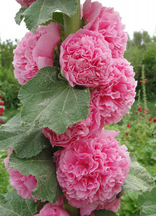 Double Hollyhock Seeds