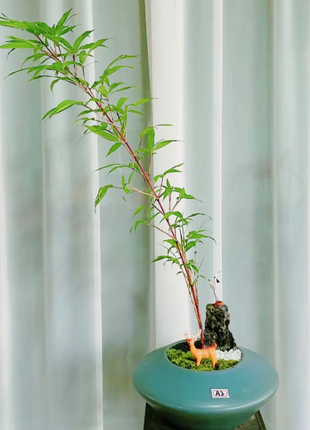 🎋Ornamental Miniature Purple Bamboo——“Lucky Feng Shui Bamboo”