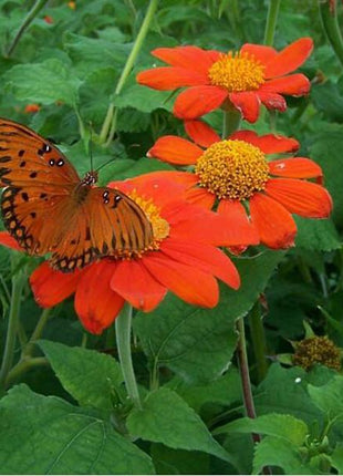 Orange Sunflower,Tithonia Speciosa Goldfinger flower Seeds