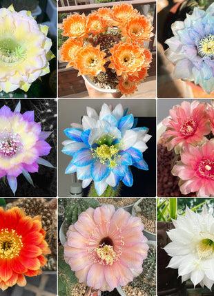 Flowering Echinopsis Cactus Species Mix🌵🌸