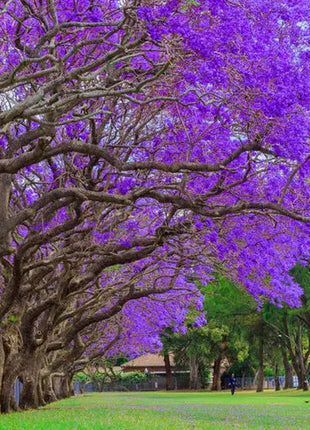 Blue Jacaranda Tree Seeds