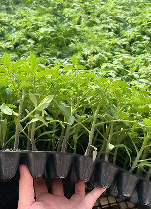 Rare Pruple Tomato Seeds No-Gmo