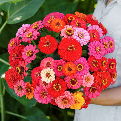 🌺Double Dwarf Zinnia Seeds