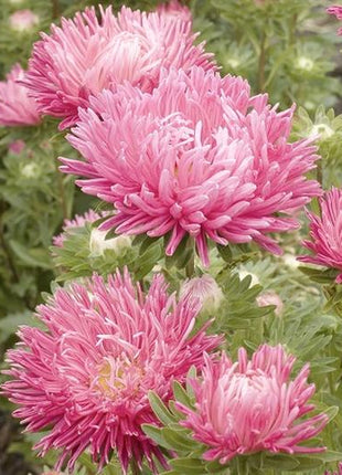Aster Seeds (Semi-Dwarf) - Jewelaster Rose