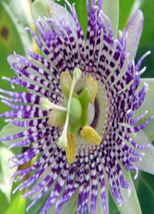 Wild Passiflora Mollissima Seeds
