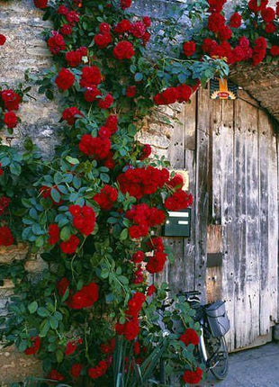 50pcs/Bag Climbing Rose Seeds