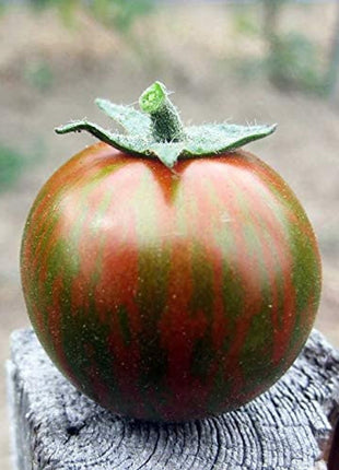 Rare Organic Vegetable Tomato Seeds "Black Zebra" (Lycopersicon esculentum Mill)
