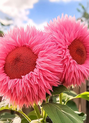 Giant Teddy Bear Sunflower Seeds