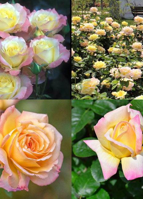 Peaceful Roses - The Messenger of Peace