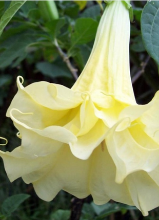 50pcs/Bag Datura Brugmansia Seeds Potted Bonsai Trumpets Angel Flower Seeds