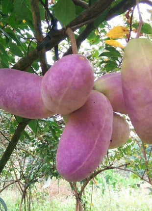 Stauntonia Latifolia Seeds-Organic Food